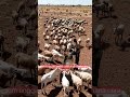 Nisob Zakat Kambing, Imam Syafi'i dan Imam Malik
