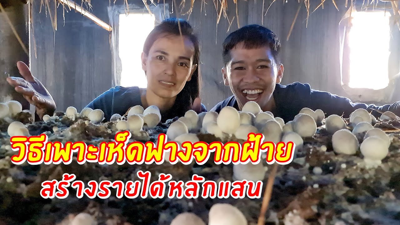 วิธีเพาะเห็ดฟางจากฝ้าย สร้างรายได้หลักแสน | เอิร์ธสดชื่น