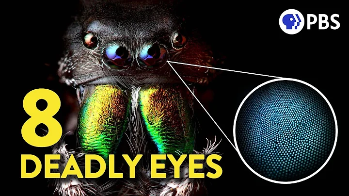 The Amazing (and Deadly) Science of Jumping Spider Vision - DayDayNews