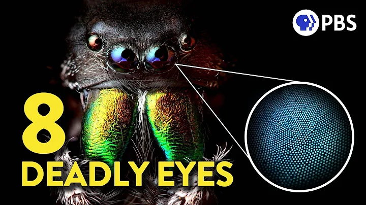 Why 8 Eyes Are Better Than 2 (If You're a Spider )