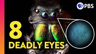 The Amazing (and Deadly) Science of Jumping Spider Vision