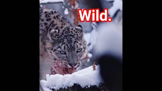 Silent Predator: The Snow Leopard Documentary | Himalayan Snow Leopard | Big Cat | Leopard