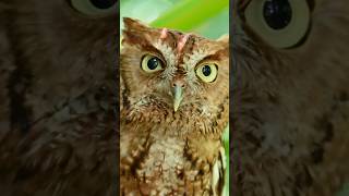 The many faces of Scarlett the screech owl. #bird #birds #wildlife #owl