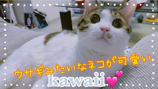 ☆ウサギさんが素敵なシマ猫ちゃんイヤリング☆ まいネコ🐈】MOMO日記＃325 ウサギみたいな猫が超可愛い！！ - YouTube