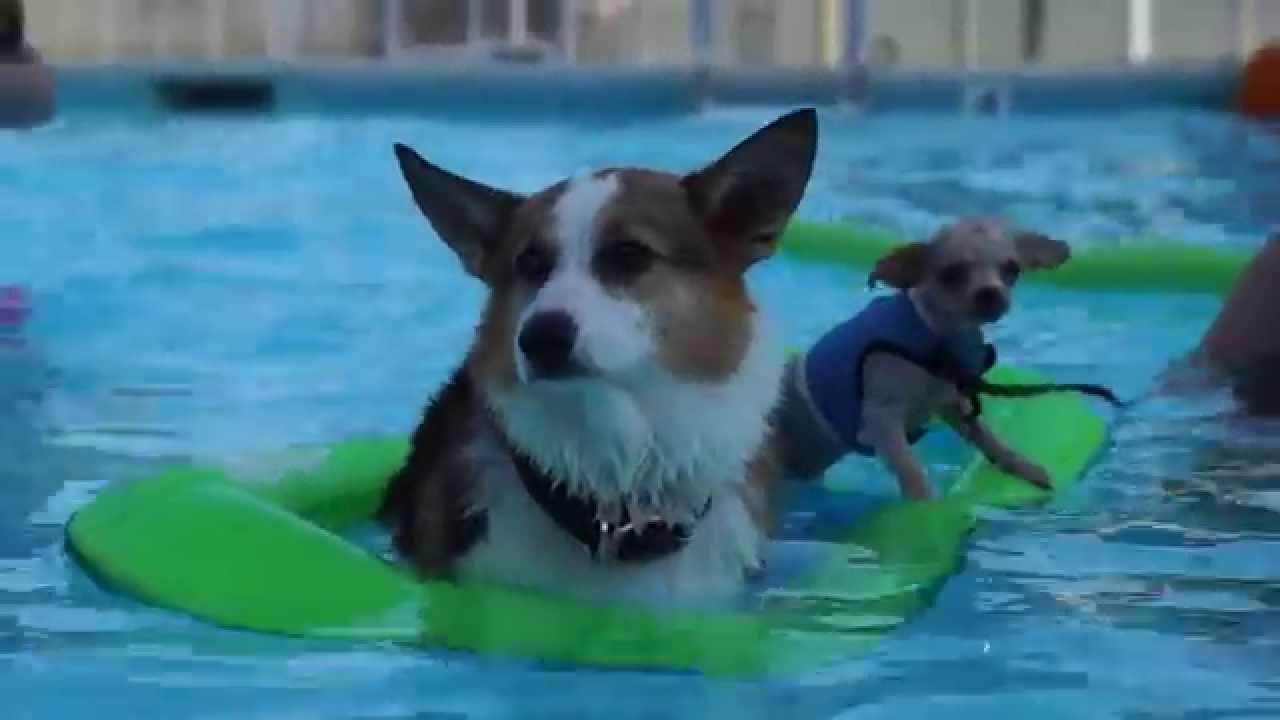 Animal Aid, Athens, TN - Dog-gone Pool Party 2014 - YouTube