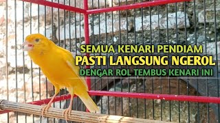 kenari gacor panjang Cuit Cuit EMOSI, Pancingan Kenari Paud Belajar Bunyi, terapi AMPUH Kenari MACET