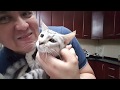 Samsun and I: Characteristic of an Egyptian Mau cat の動画、YouTube動画。