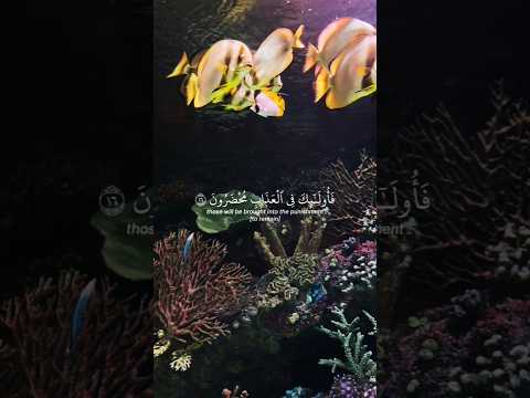 سورة الروم