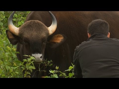 Worlds Biggest Wild Cows - Dangerous Gaur of India