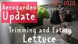 Hydroponic Lettuce Tip Burn | Aerogarden Update 1