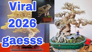 Inspirasi Bonsai mewah tahun 2026