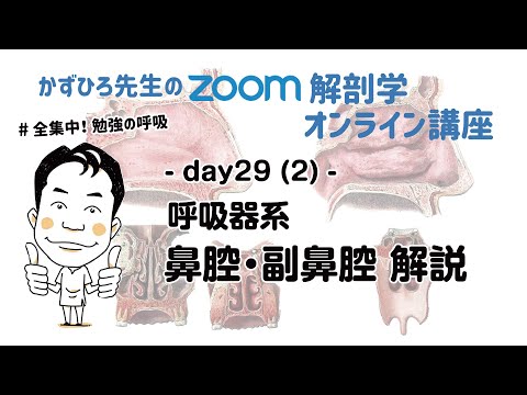 zoom解剖学 day29 (2) 呼吸器系 - 鼻腔・副鼻腔 解説