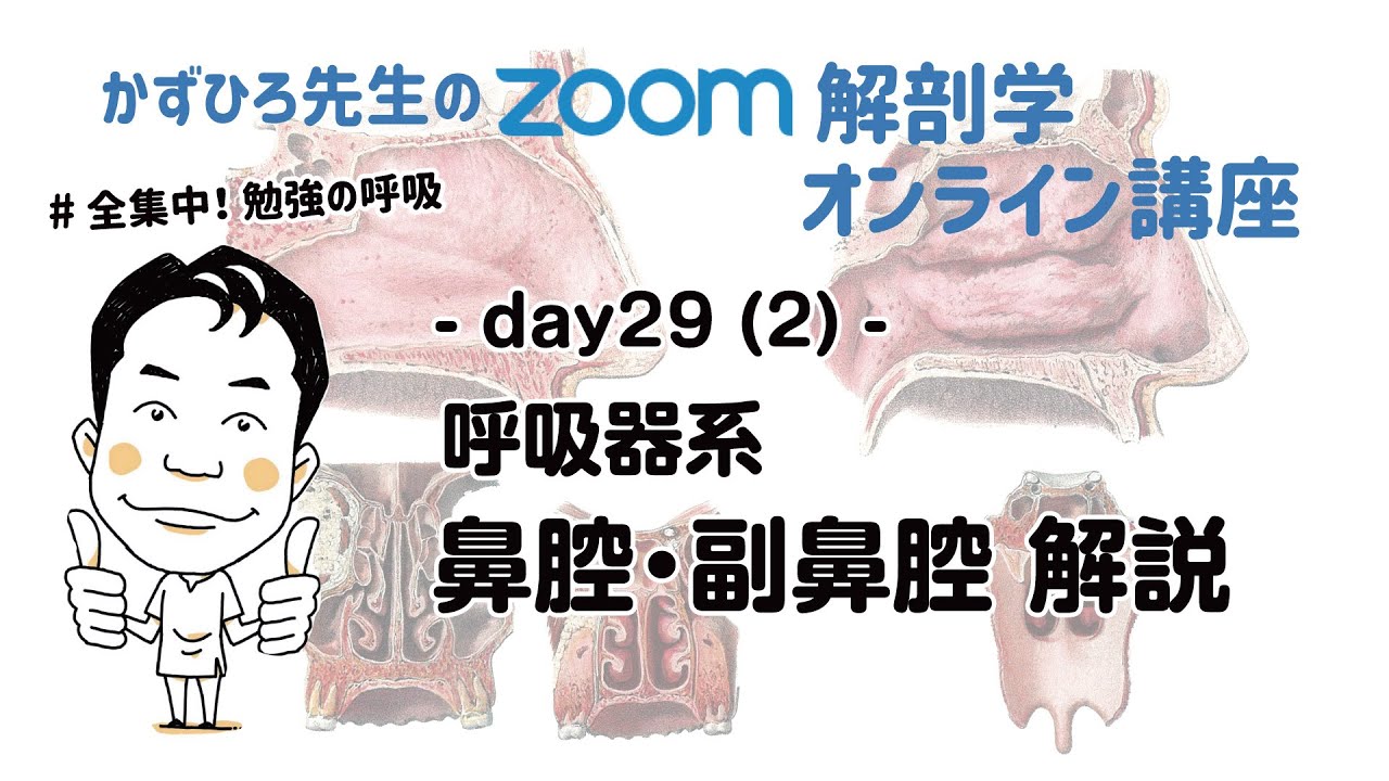 zoom解剖学 day29 (2) 呼吸器系 - 鼻腔・副鼻腔 解説 - YouTube