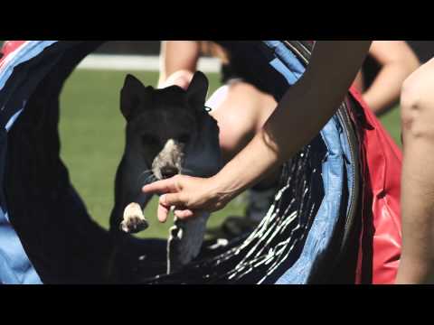 वीडियो: Purina Incredible Dog Challenge के राष्ट्रीय फाइनल के लिए तैयार हो जाइए