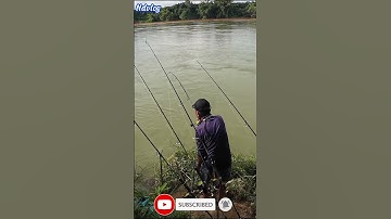 Cá Trôi Kéo Bay Cần P2 #fishing