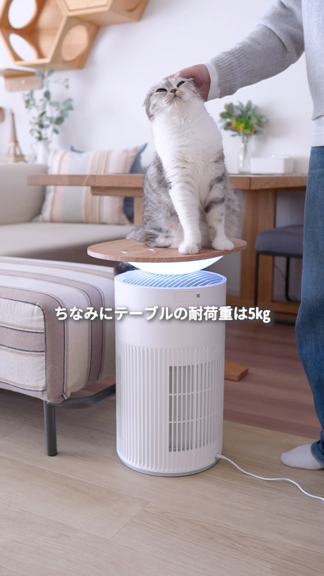 Must-see for cat owners] 4 uses in 1! An interior appliance packed