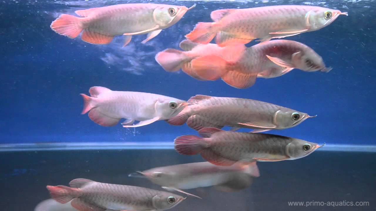Super Red Arowana - Long Tail Fins - YouTube