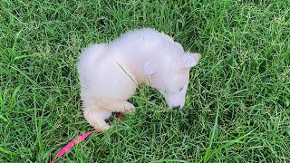 Bringing Home My 8 Week Old Samoyed Puppy