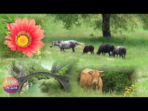 5 hrs summer scenery with nature sounds # Sound of cicadas, birds, crickets & river # 1080p video