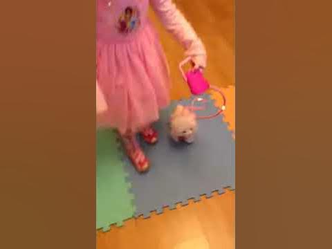 Котик на поводке - YouTube