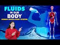 Human Circulatory System | Fluids in our Body | Home Revise