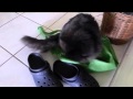 Chantilly Cat keeps killing weasels の動画、YouTube動画。