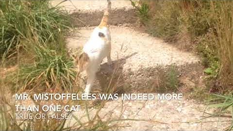 Stray Cat - Louis Valentine & The Golden Age