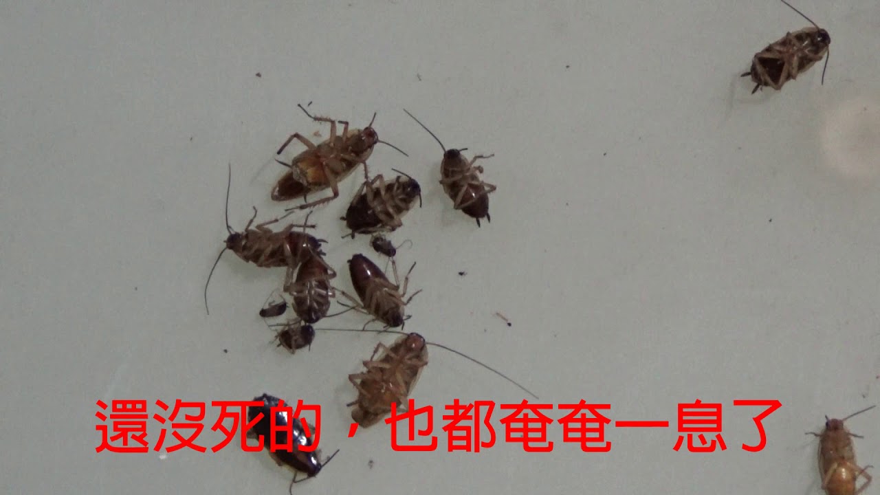 ECOGEL易克捷除蟑實際效果 YouTube