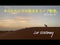 Live配信:昼間は50℃近くても、陽が傾くと散歩できるんです。walking desert in the evening.