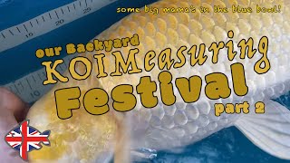 KOI Catch-and-Measure Festival in our own Backyard Koipond (Part 2)
