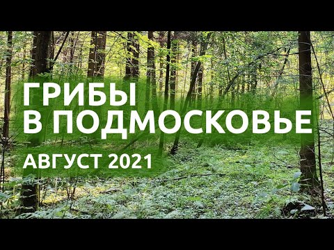 Грибы Подмосковье август 2021. Говорушки, трутовик, сыроежки.