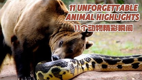 11 Unforgettable Animal Highlights#ai#GPT#sora#openai#story#animal