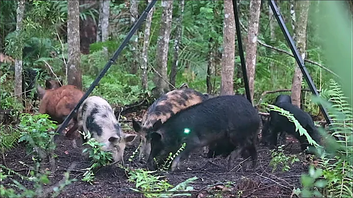 20 Bow Kills in 2 Minutes!! ULTIMATE BOWHUNTING COMPILATION!￼