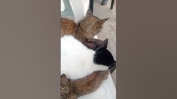سبحان الله العظيم #القرآن_الكريم #تلاوة_خاشعة #ارحقلبك #تلاوات #راحة_نفسية