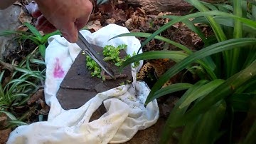 Box turtle care-Sparky eating a nightcrawler.mp4