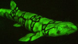 Snippet: This shark glows using a process previously unknown to science