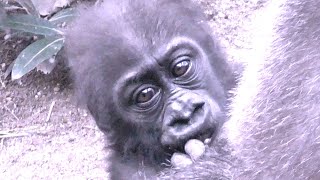 母の愛は絶対💗赤ちゃんゴリラを命がけ【京都市動物園】