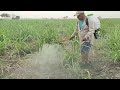 Aplicación de insecticida y foliar