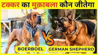 Boerboel VS German Shepherd | Powerful Guard Dog? | German Shepherd Vs Boerboel Real Fight In Hindi by Wildlife Claws 1,455 views 1 year ago 4 minutes, 20 seconds