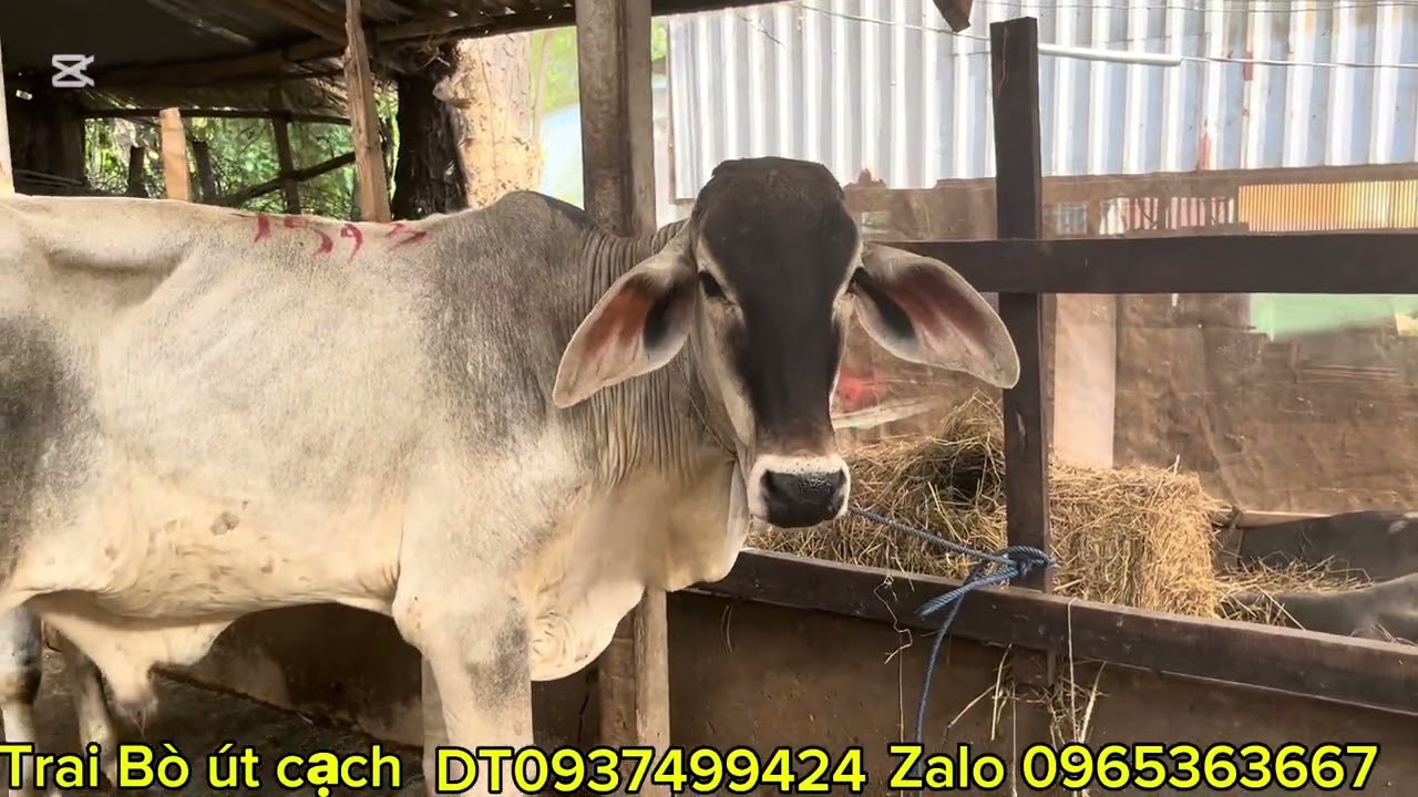 Trai Bò út cạch xã kiến an Chợ mới an gian bò về 25-01-2026-DT0965363667