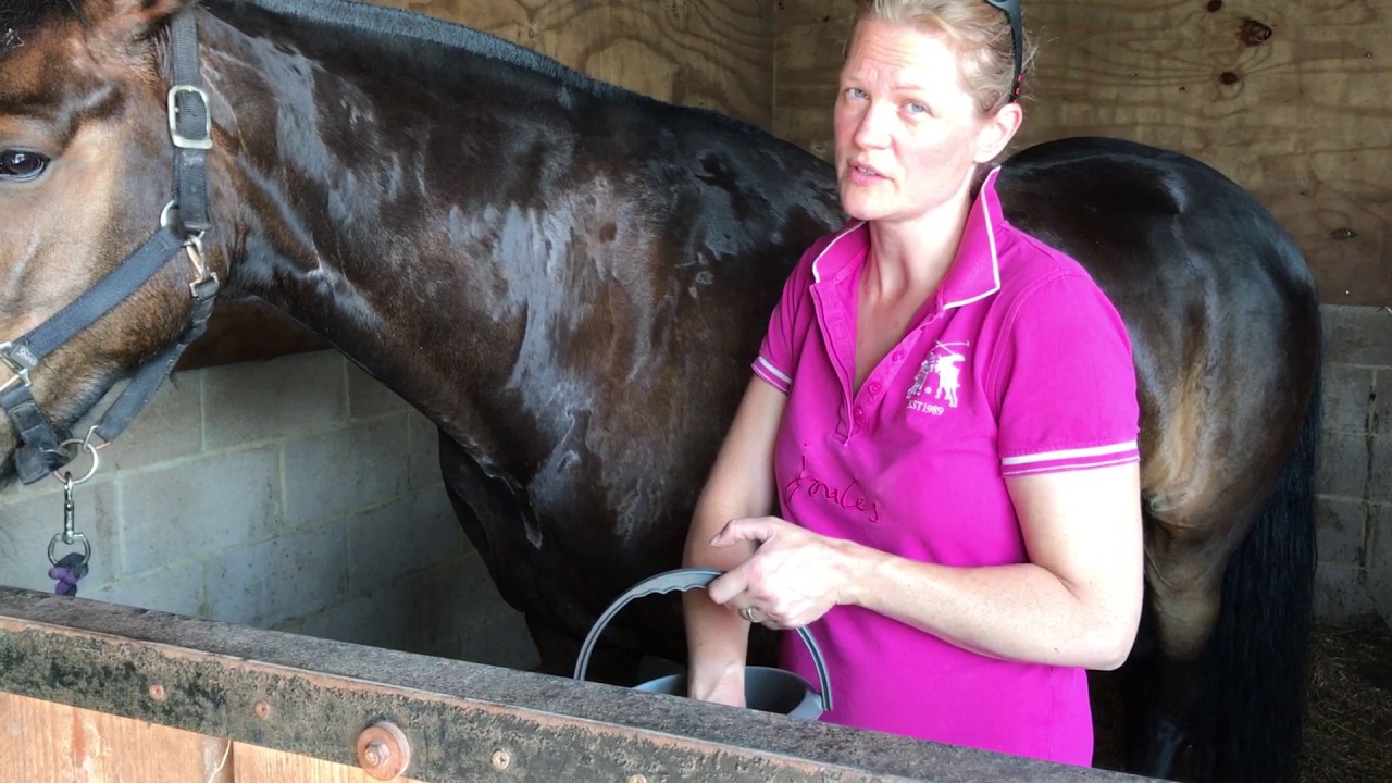 Keeping your horse cool in hot weather (uk) YouTube