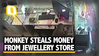 The Quint Monkey Steals Money From Jewellery Store Cash Register