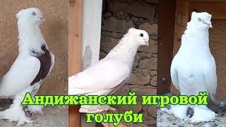 Андижанский уйинчи кабутарлар хаммаси уйни жуда каттик