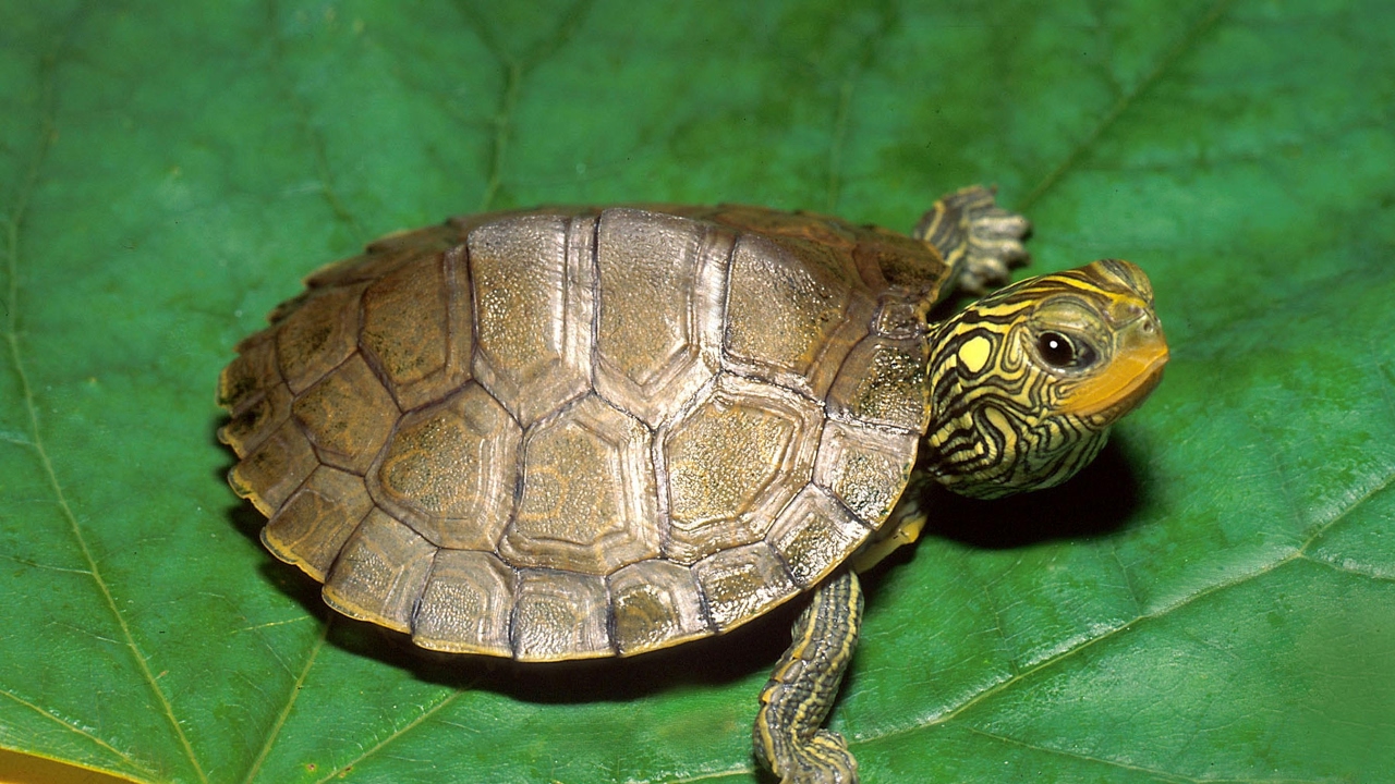 Панцирь красноухой черепахи. Карапакс у черепахи что это. Мадагаскарская щитоногая черепаха. Мадагаскарская клювогрудая черепаха. Черепахам можно капусту