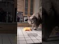 Очевидная разница между породистой и дворовой кошкой😸