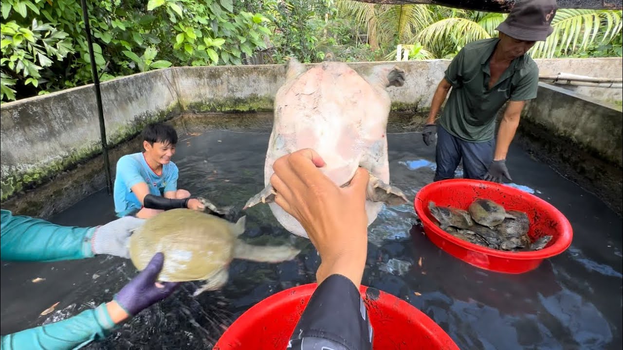 Mô Hình Nuôi BaBa Trên Hồ Xi Măng Diện Tích Nhỏ Nhưng Rất Hiệu Quả