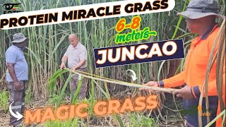 Famous This ‘Magic Grass’ Is Changing Farming Worldwide | Juncao Explained Wealth