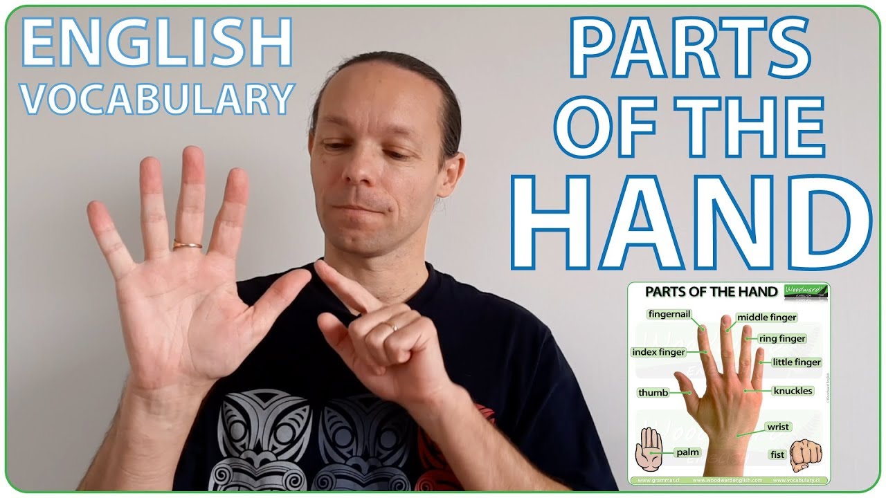 Parts Of The Hand - English Vocabulary Lesson