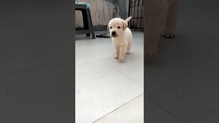 Labrador Dog ♥️ First Time My Home 🏡