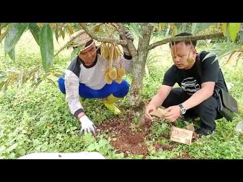 Pupuk Pillow Slow Release Untuk Pohon Durian